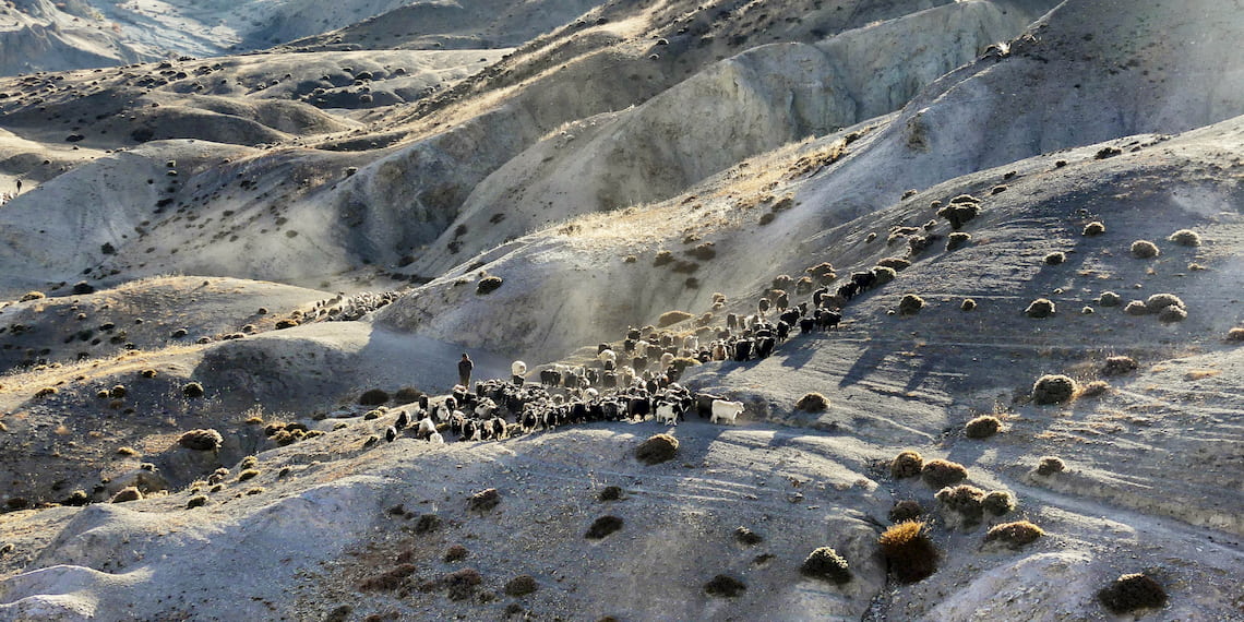 Herd of pashmina on the tableland of Mustang