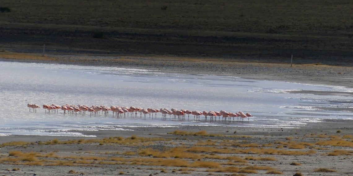 flamingos in south Patagonia