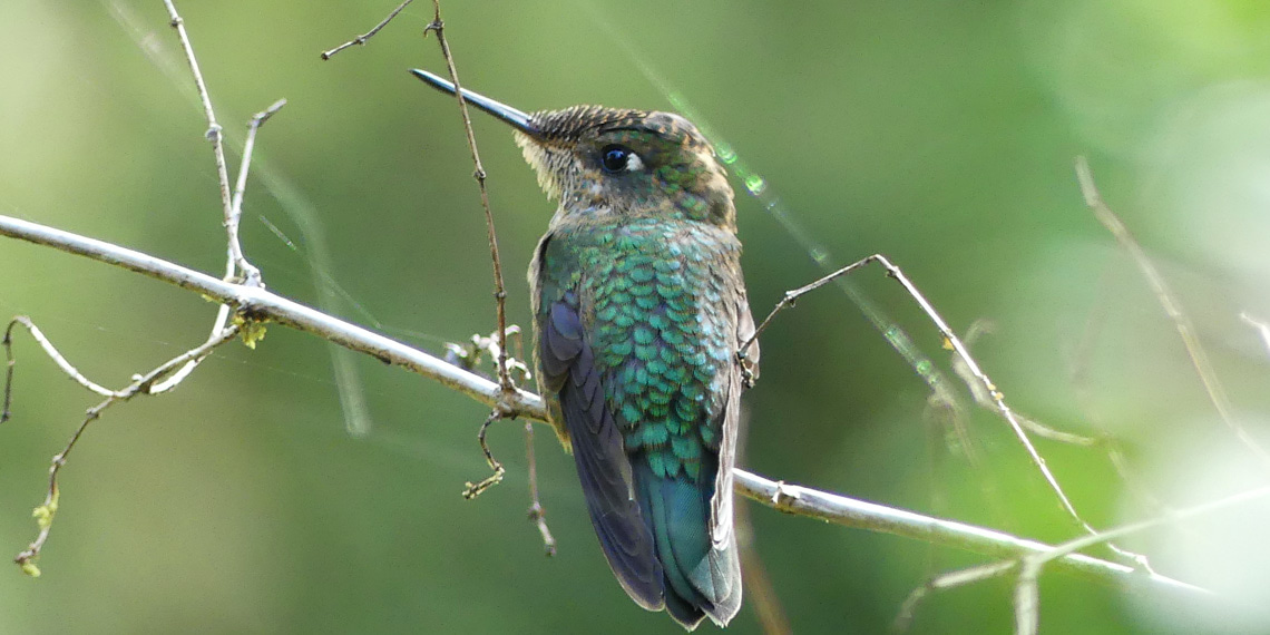 colibri dans la jungle de queulat