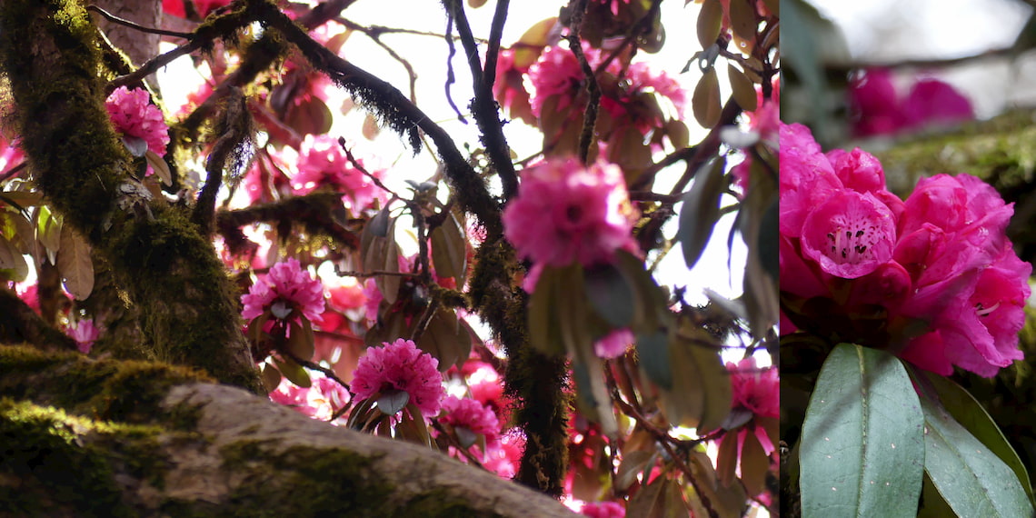 rhododendrons en fleurs, Ghorepani