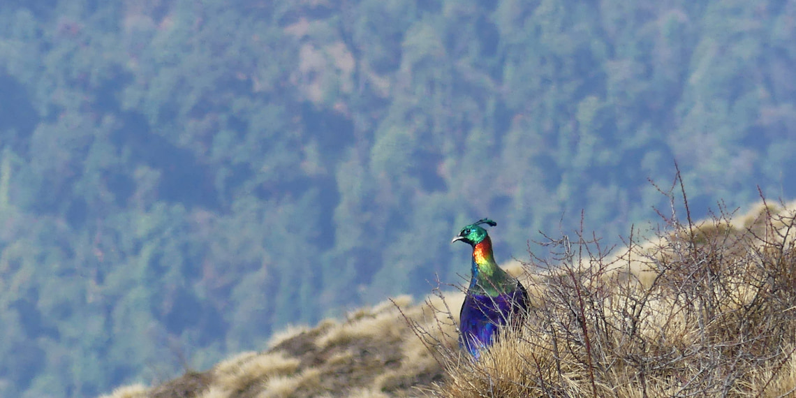 l'oiseau emblématique du Népal