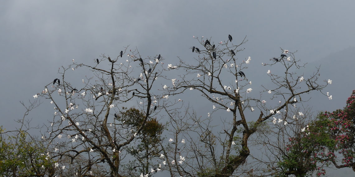 oiseaux du Népal